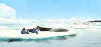 Crabeater Seal