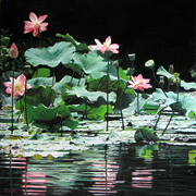 Temple Moat at Mengwi